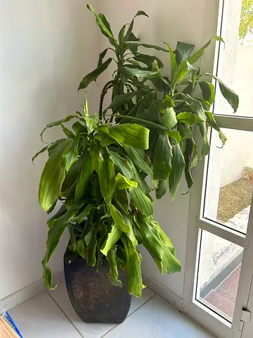 Elegant Dracaena Plant in Duba Garden centre Designer Pot – 1.43 m