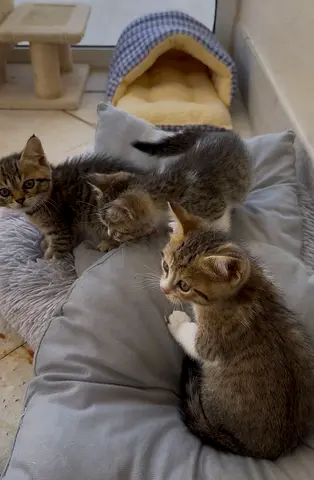 Kitten for free adoption