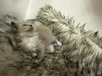 Small kitten available for adoption — calm, healthy indoor kitten