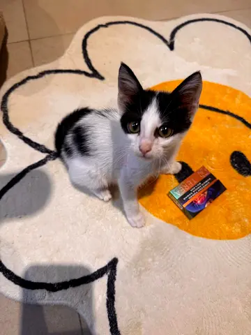 cute kitten looking for a loving home