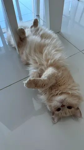 Beautiful and clean cat for free adoption