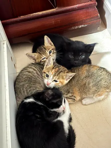 Cute litter of 6 kittens available — litter trained, healthy and playful.