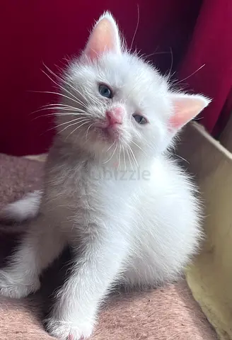 Pet for adoption