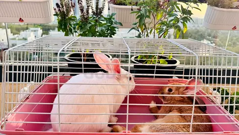 Lovely couple rubbit with homes