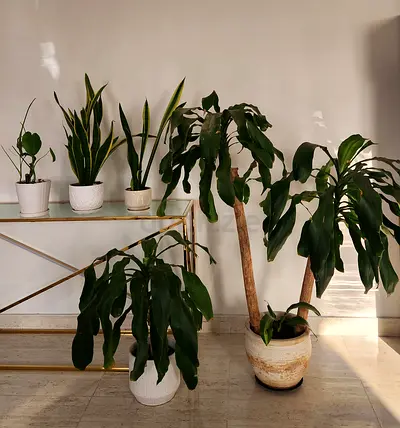 real plants