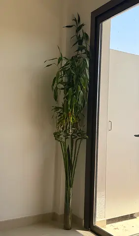 Bamboo plants
