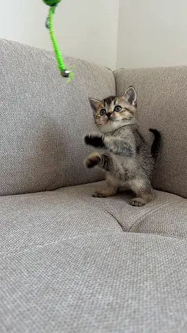 Small kitten available for adoption — calm, healthy indoor kitten