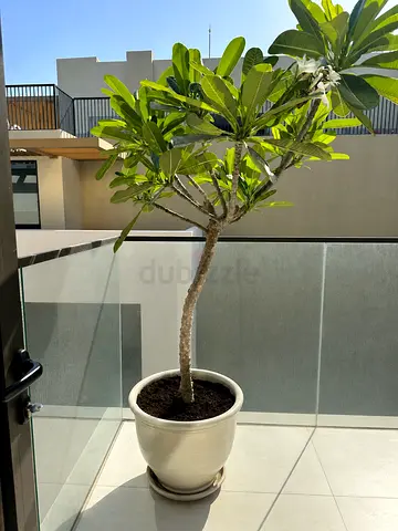 Mature Potted Frangipani (Plumeria) on Balcony - Ready to Move