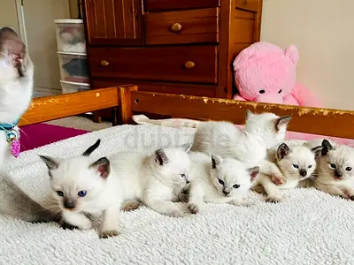 Siamese Kittens