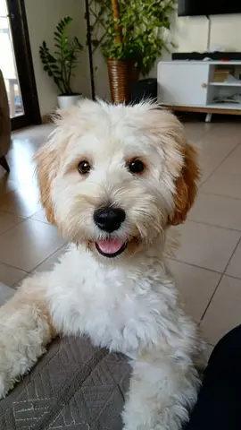 Friendly small Latte color 6 months Cavapoo  looking for a new home