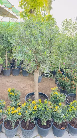 Potted evergreen ornamental tree — ready for garden planting