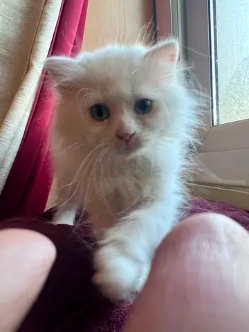 Pet for adoption