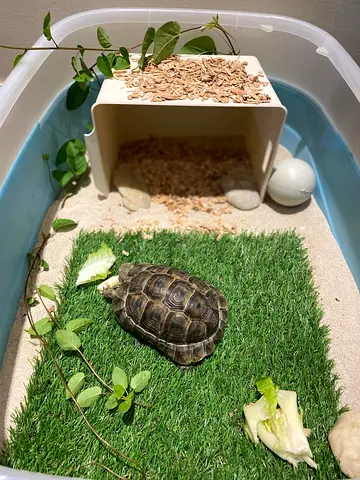 Free Adoption – Lovely Tortoise FooFoo Looking for a Loving Home