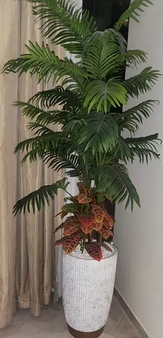 Plants Almost New Big Size