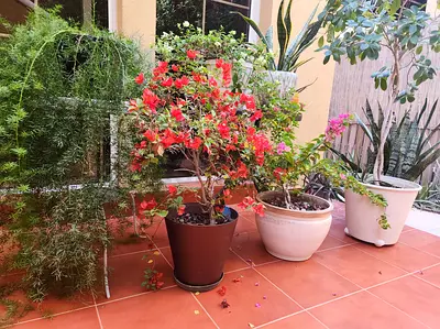 Plant