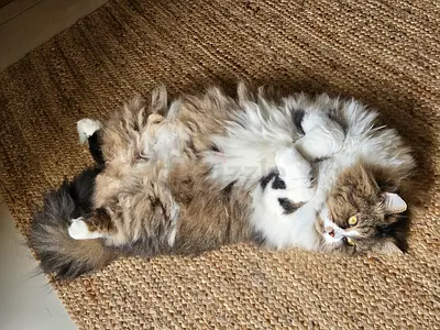 Cat for adoption