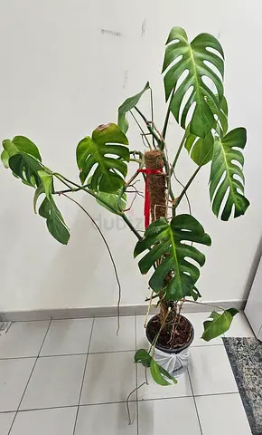 Monstera deliciosa (Split-Leaf Philodendron) potted climbing plant — healthy starter
