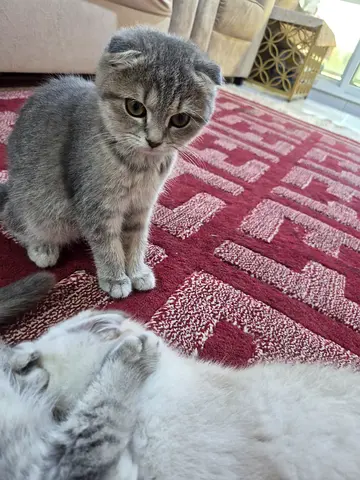 Young Scottish Fold Kitten — Friendly for adoption