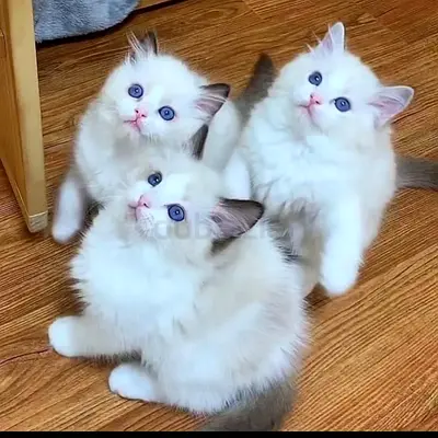 Ragdoll kittens