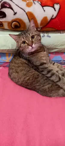 Cat for adoption