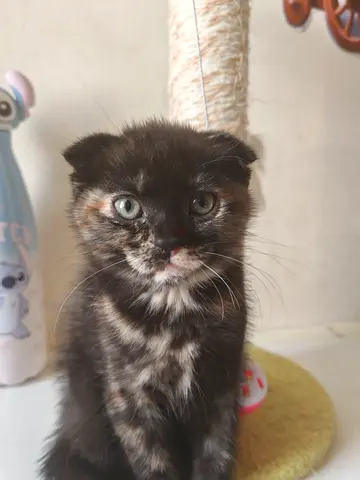 Scottish Fold