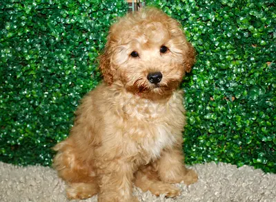 Cute apricot Cavapoo puppy — friendly, vaccinated