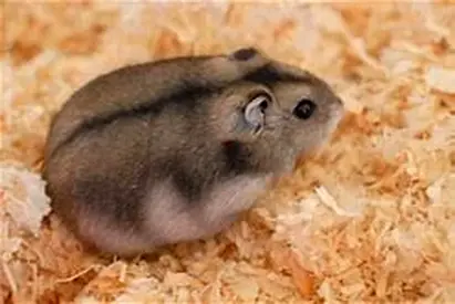 🐹 Dwarf Russian Hamster for Adoption – Looking for a Caring Home