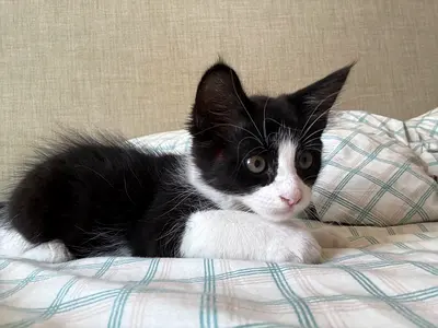 Playful Kitten for free adoption