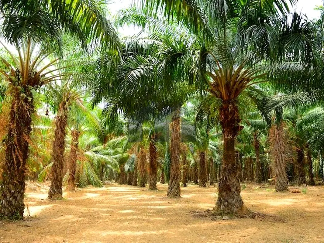 gallery-image