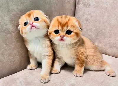 Purebred kittens