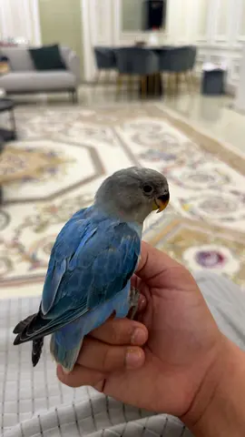 بغبغاء اليف جدا النوعيه روز كان هدد والان لا مناسب للصغاريه love bird doesn’t bite suitable for kids