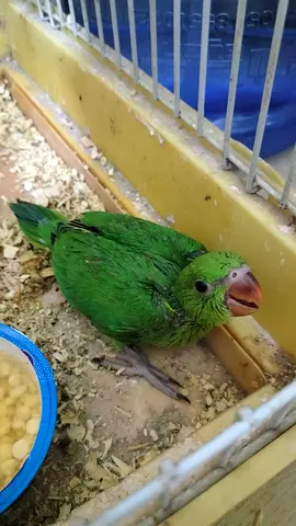 Cage green parot