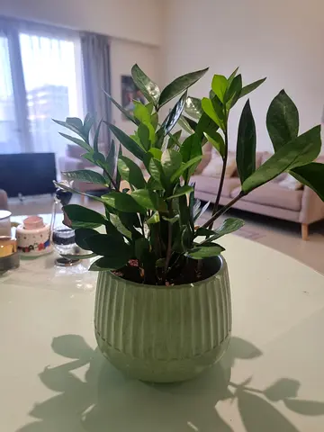 Small indoor ZZ plant (Zamioculcas zamiifolia) in green ceramic pot