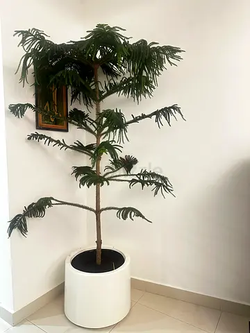 Plant for sale