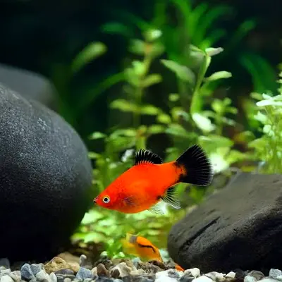 Healthy Red Platy Fish  and siamise algae eater- Adult, Great for Community Aquariums