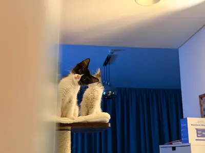 kitten for free adoption