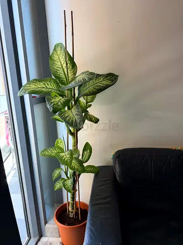 Big Healthy Indoor plant for decoration