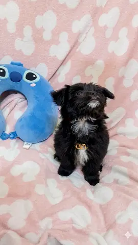 two month old friendly chihuahua x shih tzu puppy so cute and playfull