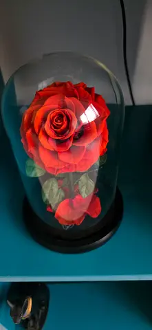 Decorative preserved red rose in glass dome with wooden base , and its box