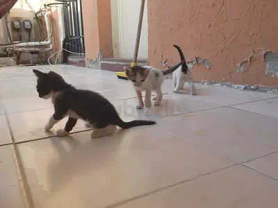4 adorable rescued kittens looking for caring homes 🐱  Around 3–4 weeks old