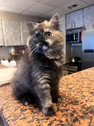 Beautiful female British Tortoiseshell kitten