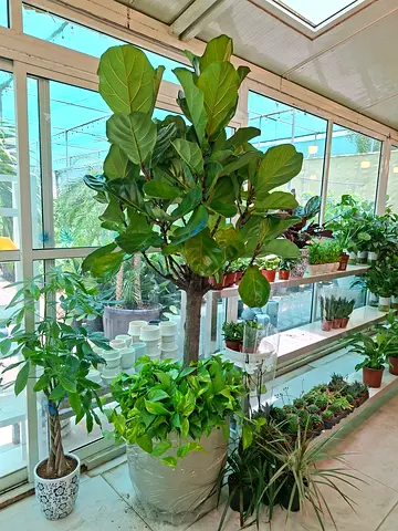 Collection of Indoor Potted Plants — Fiddle Leaf Fig + Assorted Greenery