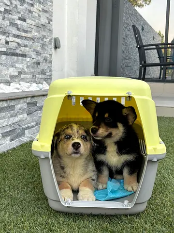 Rare husky x corgi puppies