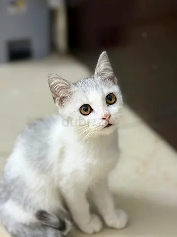Cat for free adoption
