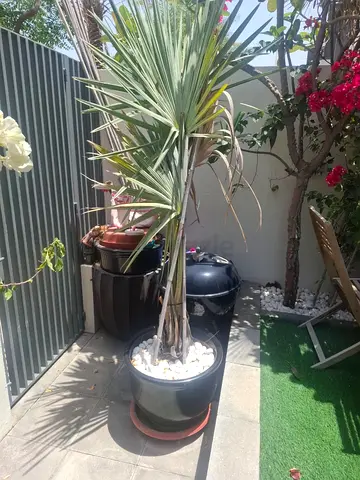 Plant Pots