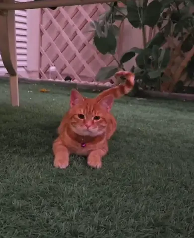 Cat for free adoption
