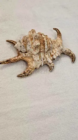Sea shells