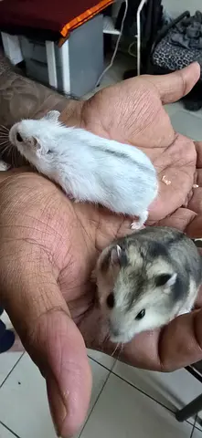 Hamsters Available