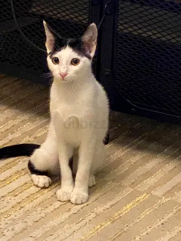 Beautiful female kitten 4 months old for free adoption