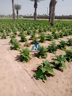 Luxury Farm | Prime Location | Luxury Agricultural land